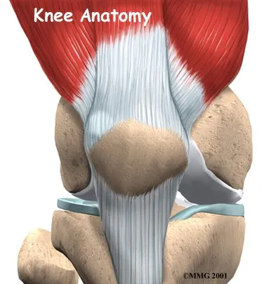 Knee Muscles Anatomy