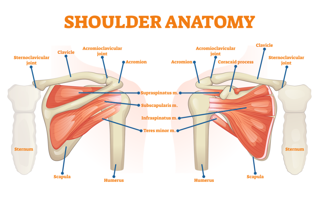 The shoulder anatomy including the intricate network of bones: the scapula (shoulder blade), the humerus (upper arm bone), and the clavicle (collarbone), is a marvel of human anatomy.