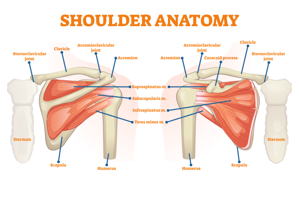 The shoulder anatomy including the intricate network of bones: the scapula (shoulder blade), the humerus (upper arm bone), and the clavicle (collarbone), is a marvel of human anatomy.