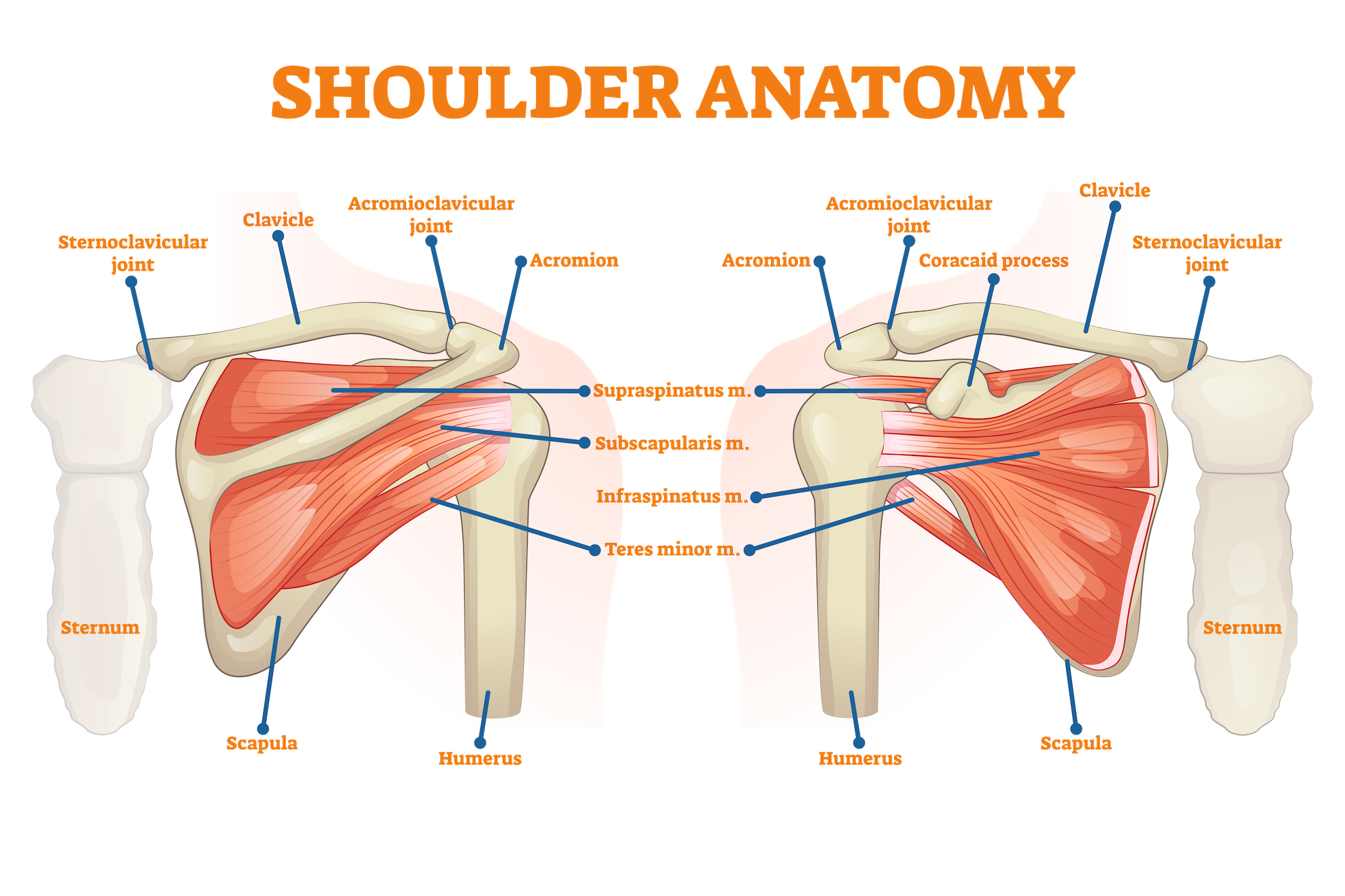 Diagram Of Shoulder Shoulder Muscles Anatomy And Functions Kenhub