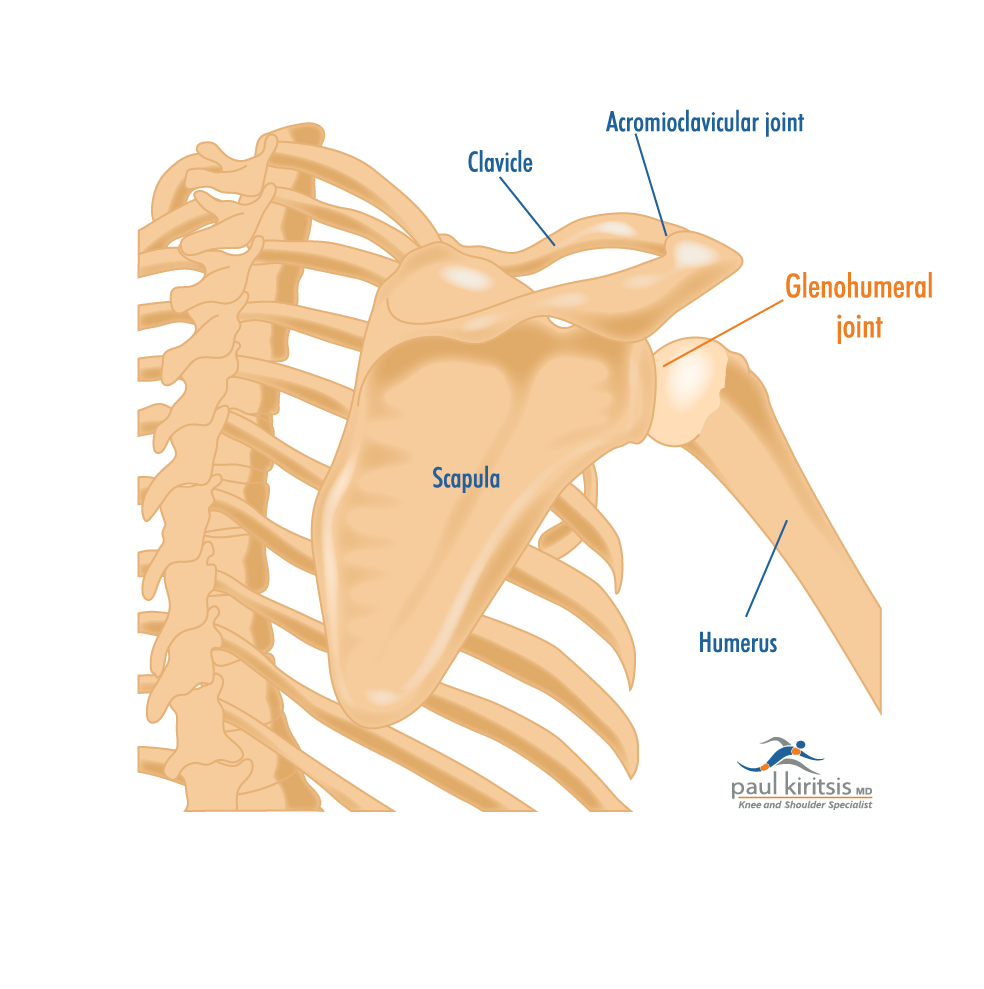 Understanding the Glenohumeral Joint's Role in What Are the Signs of Arthritis in the Shoulder?