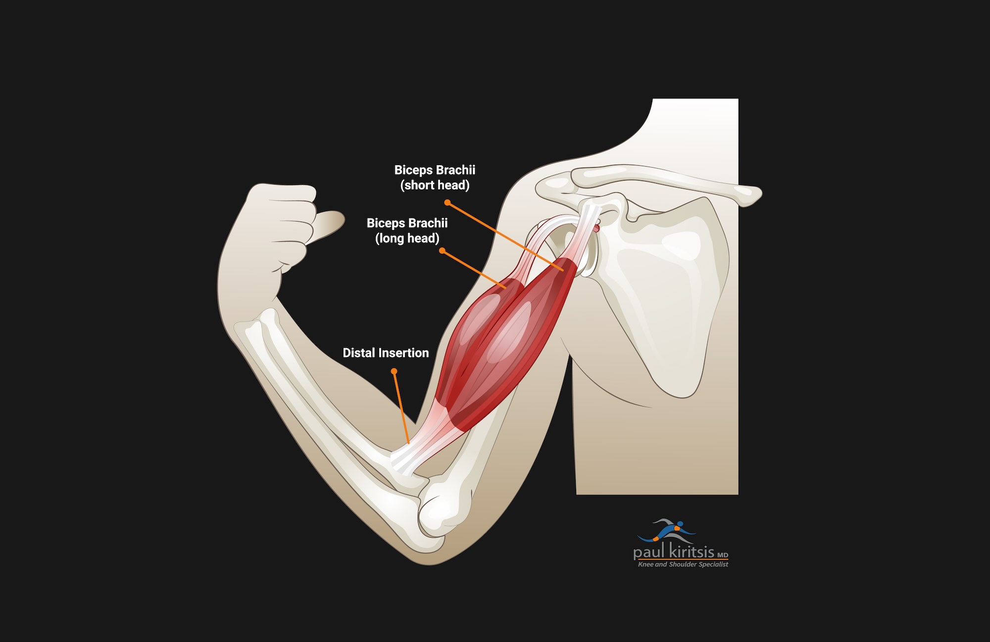 Bicep Anatomy