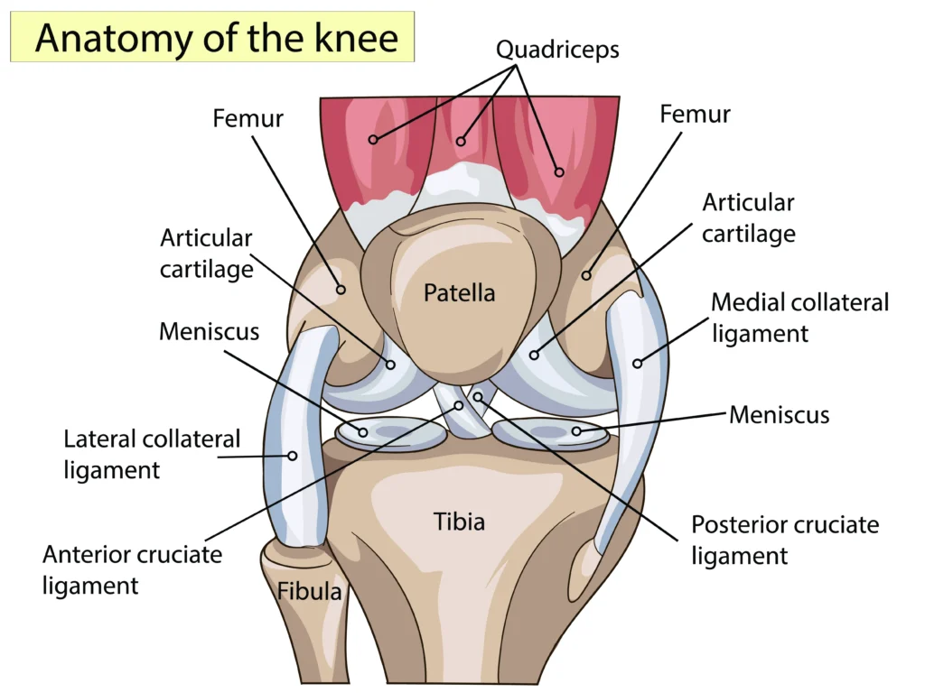 knee anatomy