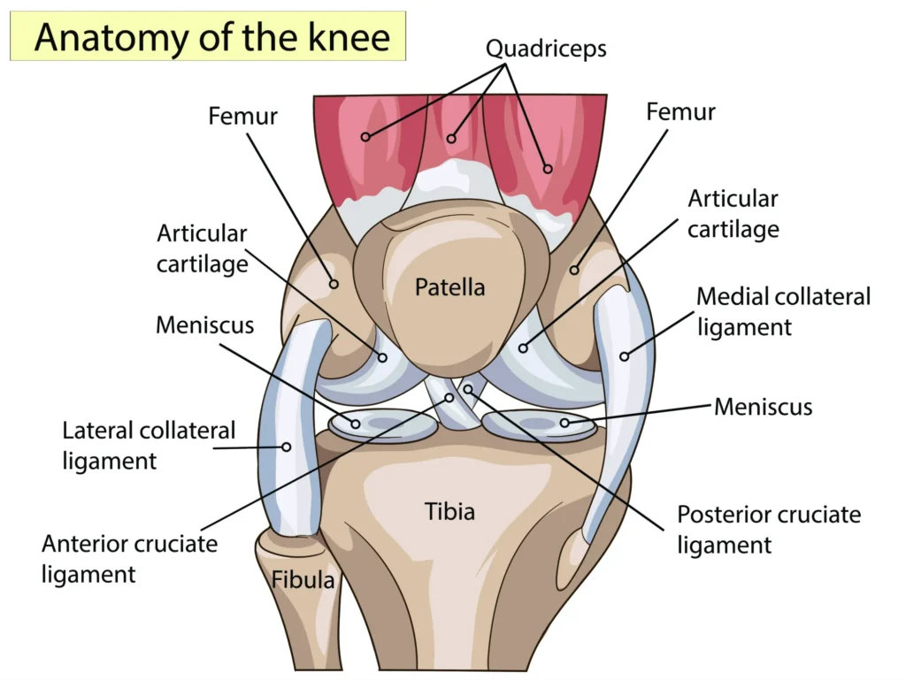 knee anatomy full anatomy of the bone and cartilage structure of the knee joint.