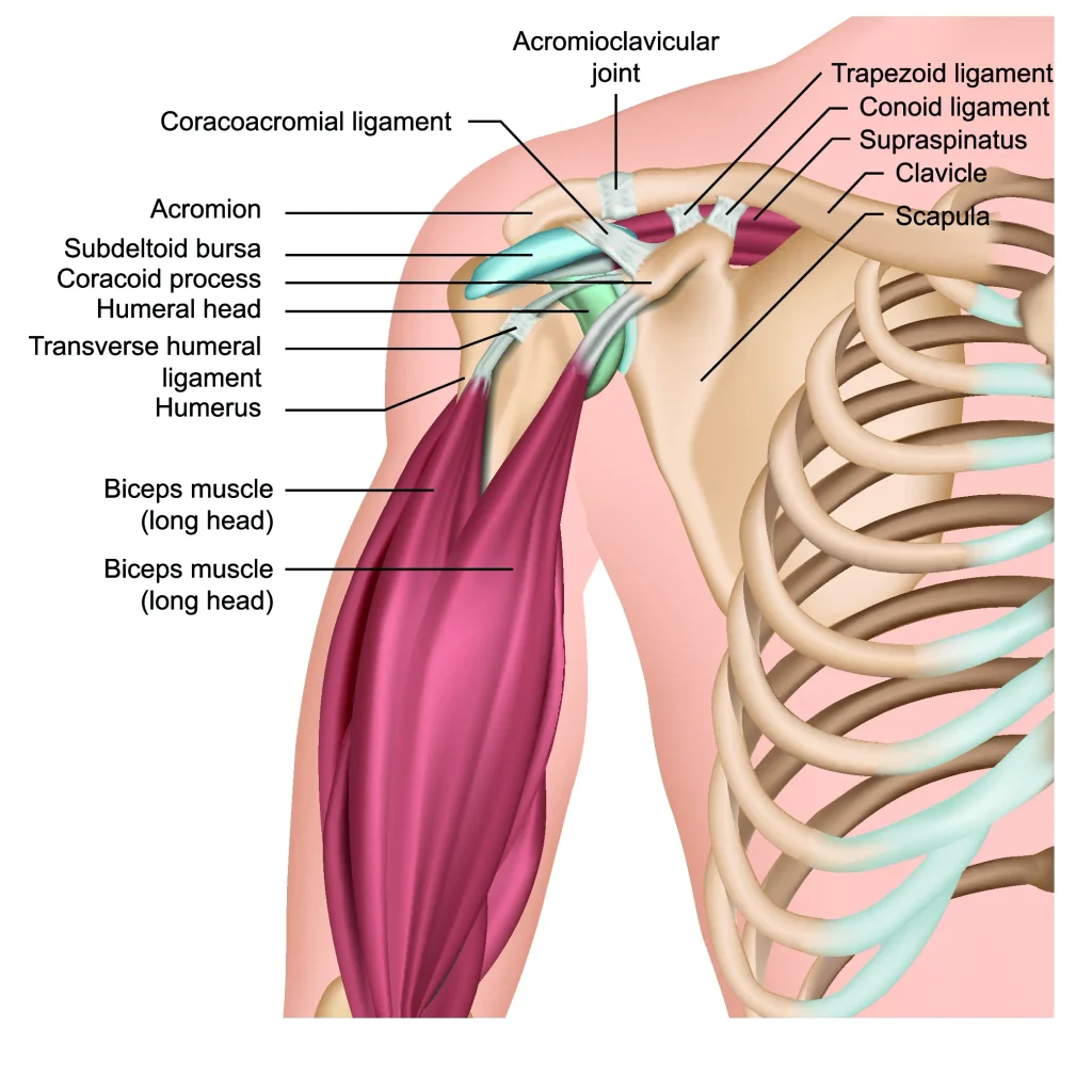 Diagram of Shoulder Anatomy 