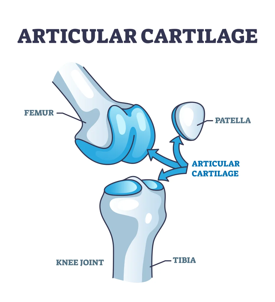 knee cartilage diagram. 