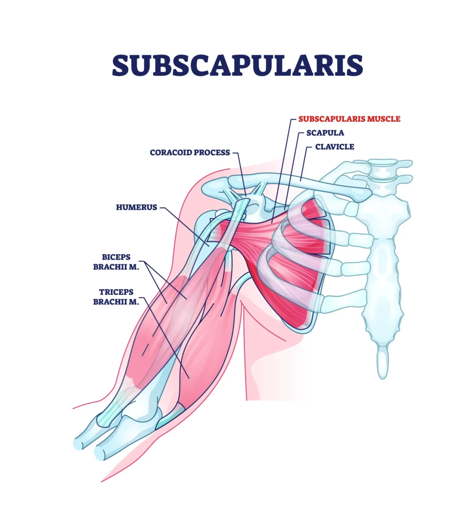 Diagram of the subscapularis